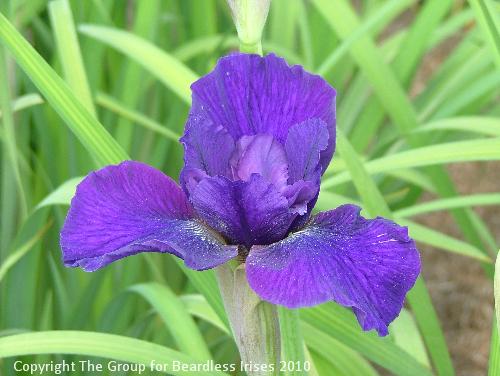 Sdg S-XY-2 proposed name Bournemouth Ballgown(1)